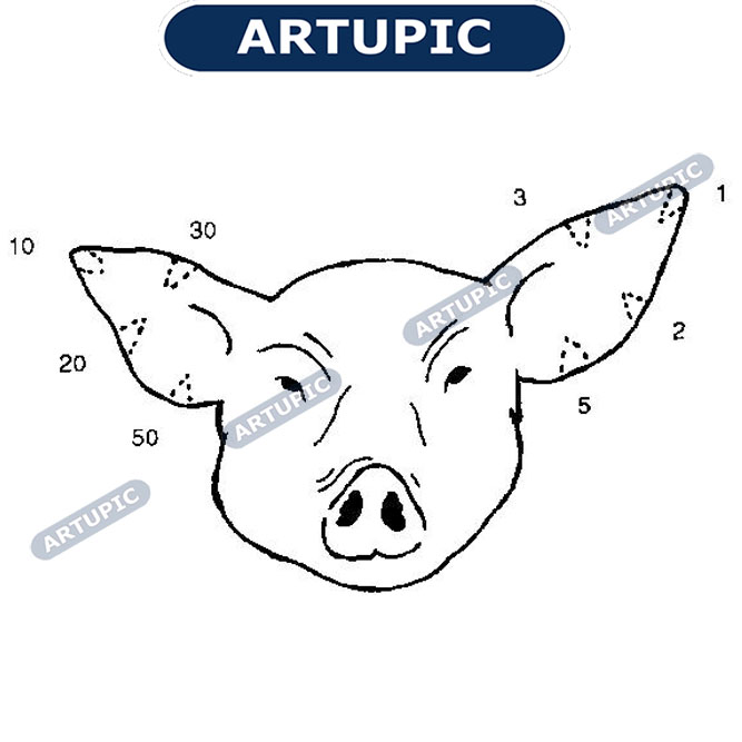 Cara memotong kuping telinga babi