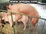 kandang babi yang ideal