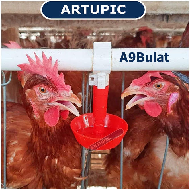 A3Bulat cocok untuk ayam
